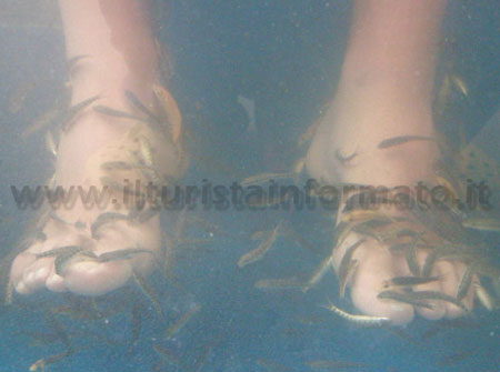 Fish massage Thailandia