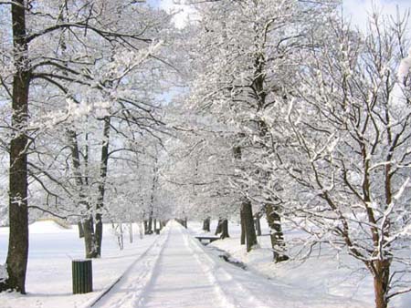 arboretum inverno