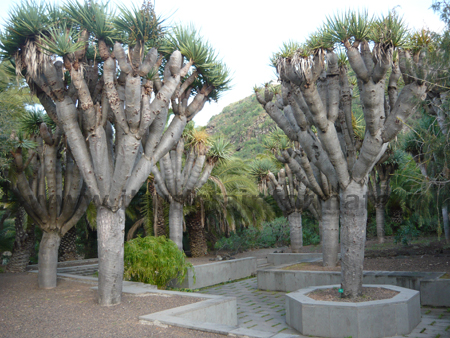 Gran Canaria alberi tipici